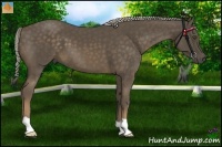 Horse Color:Chocolate Palomino 