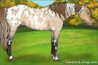 Horse Color:White Spotted Buckskin Roan Dun Appaloosa