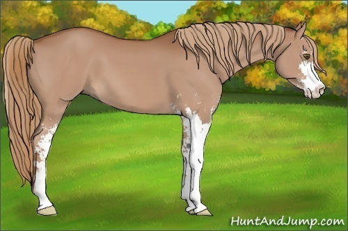Horse Color:Chestnut Sabino 
