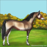 Horse Color:Brown Onyx Sabino 