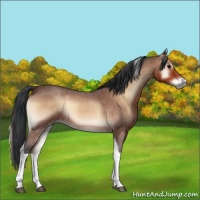 Horse Color:Brown Roan Onyx Tobiano 