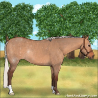 Horse Color:Silver Bay Dun 