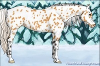 Horse Color:White Spotted Silver Buckskin Appaloosa 