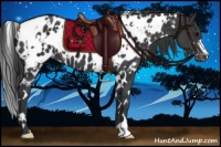 Horse Color:White Spotted Black Appaloosa