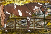 Horse Color:White Spotted Liver Chestnut Varnish 