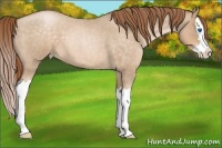 Horse Color:Buckskin Roan Pearl Splash 
