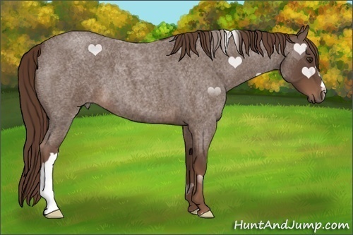 Horse Color:Liver Red Roan