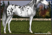 Horse Color:White Spotted Black Sabino Splash Appaloosa