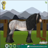 Horse Color:Gray Brown Roan 