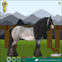 Horse Color:Gray Brown Roan 