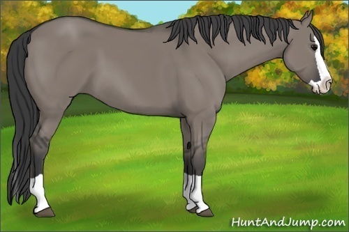 Horse Color:Grullo Splash