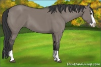 Horse Color:Grullo Splash 