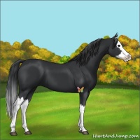 Horse Color:Black Splash 
