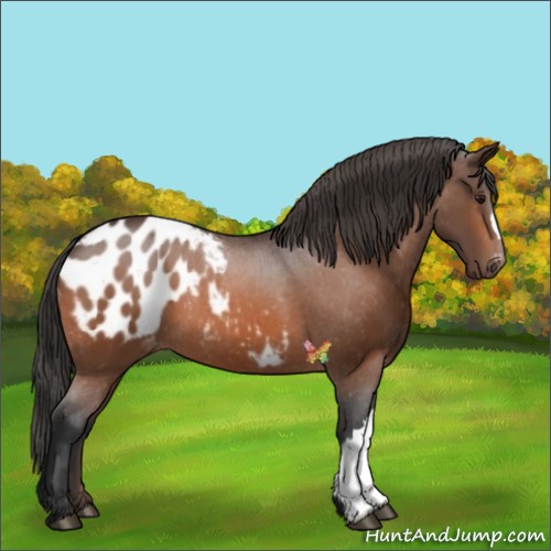 Horse Color:Bay Appaloosa 