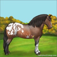 Horse Color:Bay Appaloosa 