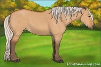 Horse Color:Silver Bay Dun Sabino 