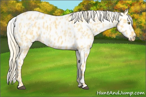 Horse Color:Palomino Roan Leopard  and Palomino Roan Leopard 