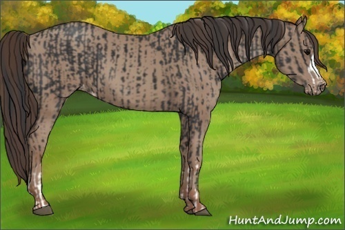 Horse Color:Black Appaloosa  and Classic Champagne Appaloosa 