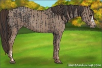 Horse Color:Black Appaloosa  and Classic Champagne Appaloosa 