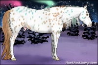 Horse Color:Gold Champagne Sabino Appaloosa 