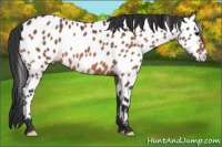 Horse Color:Bay Near Leopard