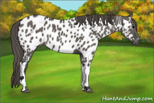 Horse Color:Grullo Tobiano Near Leopard 