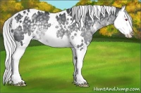 Horse Color:White Spotted Silver Black Chinchilla Splash Rabicano