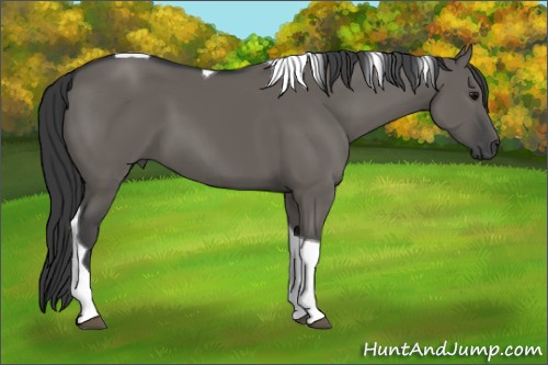 Horse Color:Grullo Tobiano 