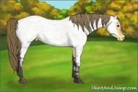 Horse Color:Buckskin Near Leopard 