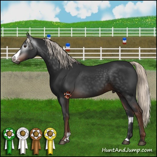 Horse Color:Gray Liver Chestnut Mushroom Frame 