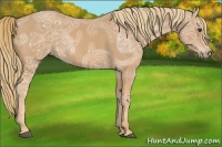 Horse Color:Chestnut Ice Sabino 