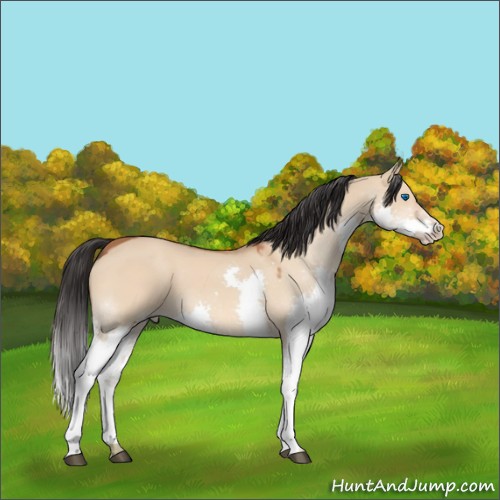 Horse Color:Bay Dun Splash 