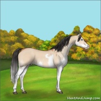 Horse Color:Bay Dun Splash