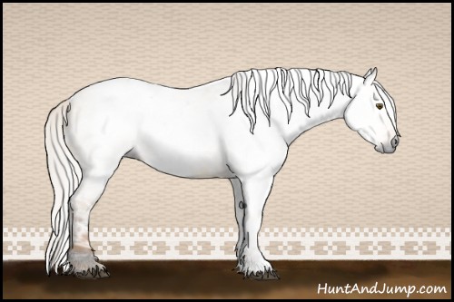 Horse Color:Gray White Spotted Silver Buckskin Ice Roan Dun