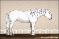 Horse Color:Gray White Spotted Silver Buckskin Ice Roan Dun 