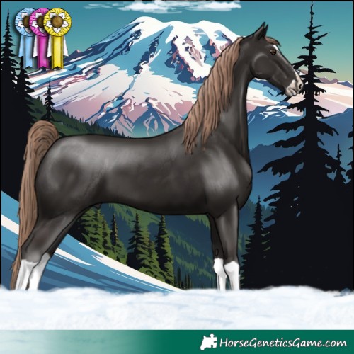 Horse Color:Liver Chestnut Splash 