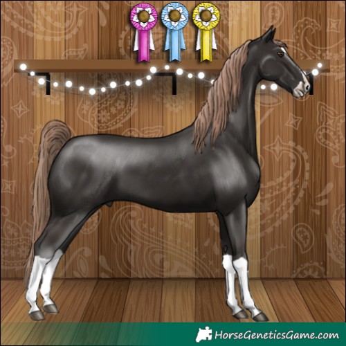 Horse Color:Liver Chestnut Splash 