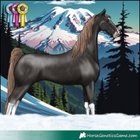 Horse Color:Liver Chestnut Splash 