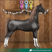 Horse Color:Liver Chestnut Splash 