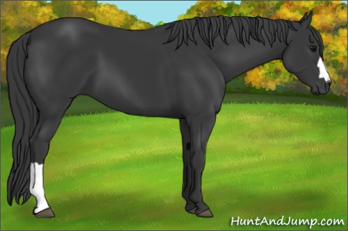 Horse Color:Black 