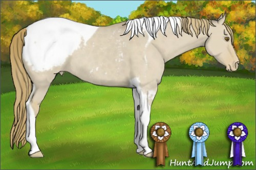 Horse Color:Classic Cream Champagne Dun Tobiano Appaloosa 