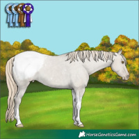 Horse Color:Classic Cream Champagne Dun Tobiano Snowcap 