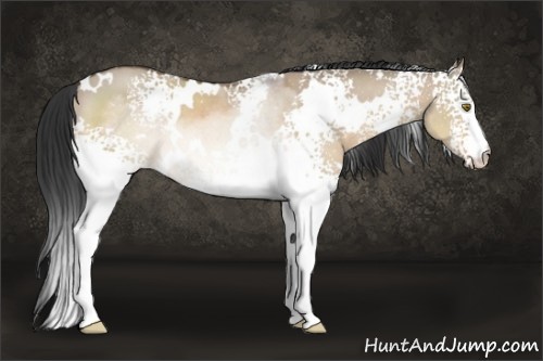 Horse Color:White Spotted Brown Dun Rabicano