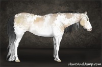 Horse Color:White Spotted Brown Dun Rabicano 