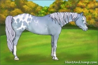 Horse Color:Watercolor White Spotted Silver Smoky Grullo Pearl Appaloosa 