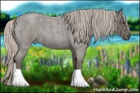 Horse Color:Silver Blue Roan 