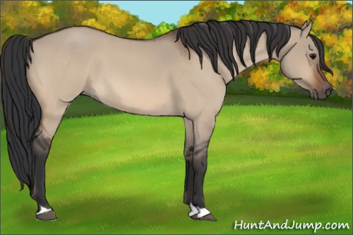 Horse Color:Bay Roan Dun 