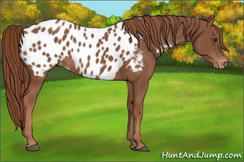 Horse Color:Chestnut Appaloosa