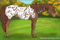 Horse Color:Chestnut Appaloosa
