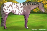 Horse Color:Black Pearl Appaloosa 